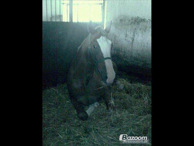 Anden særlig race Onjus - Onjus der ligger ned i boksen vinter 2011. billede 10