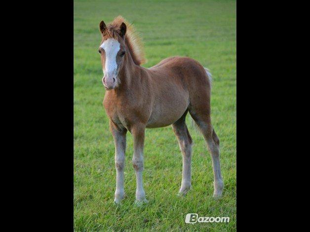 Anden særlig race Onjus - Et følbillede af Onjus *DETTE BILLEDE ER LÅNT AF EJEREN* 2006. billede 8