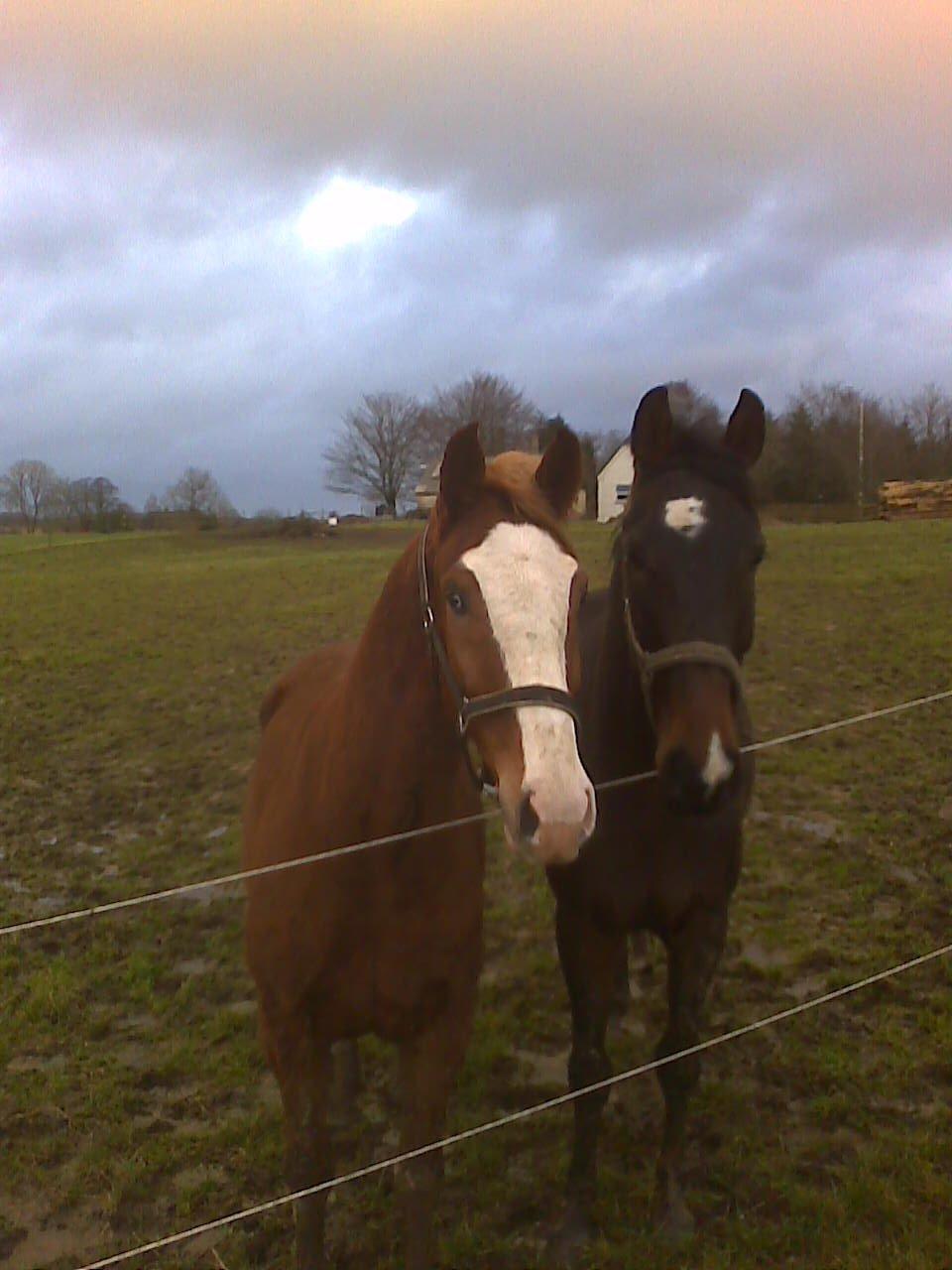 Anden særlig race Onjus - Da han var oppe hos Tine på fold sammen med hendes anden hest, de er vist allerede blevet gode venner. billede 2