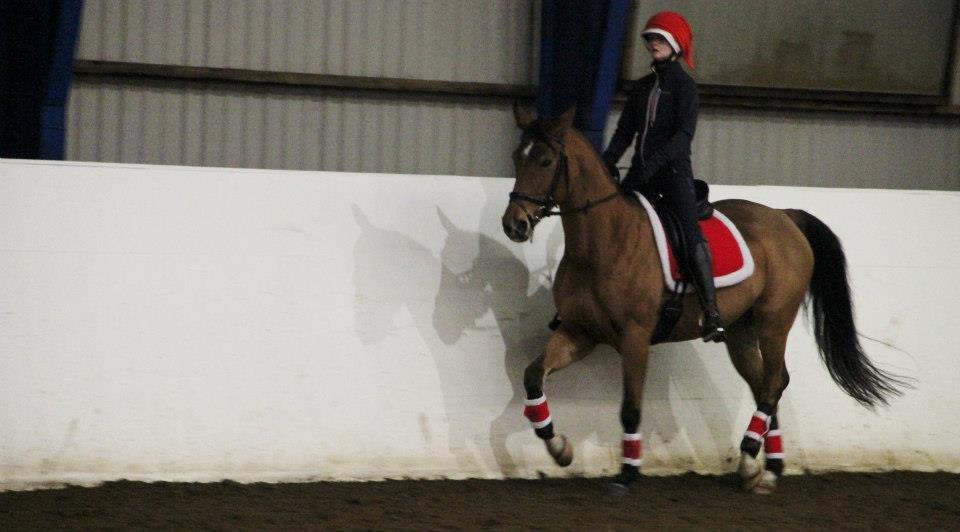 Anden særlig race Santina - dressur (2013) billede 3