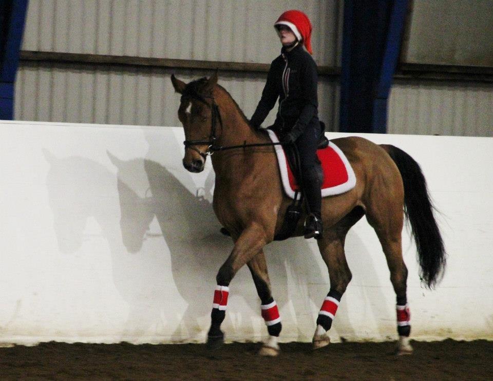 Anden særlig race Santina - dressur (2012) billede 6