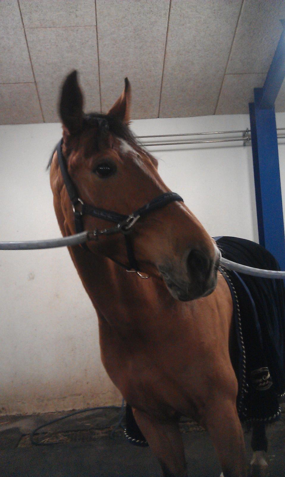 Anden særlig race Santina - op sadling;) (2012/13?) billede 10