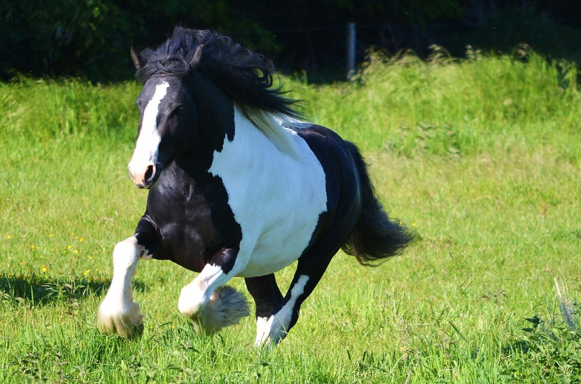 Irish Cob Troelsgaardens Sir Simon De Cantervill - 1. Velkommen til Sir Simons profil.
Billede taget af DSP Photo: Sommer 2012 billede 1