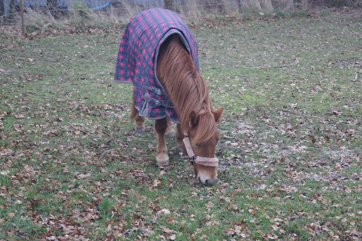 Anden særlig race Rosa - Prinsessen!<3<3 billede 27