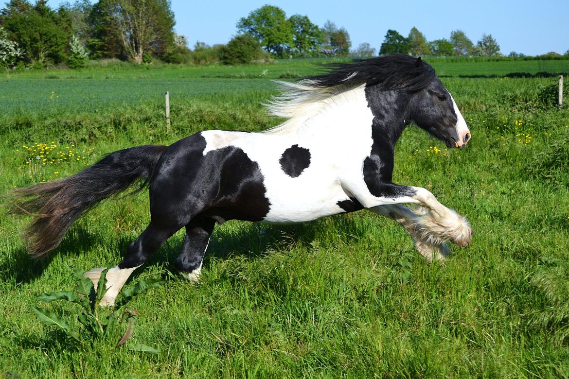 Irish Cob Troelsgaardens Sir Simon De Cantervill - 2. Simon giver en fuld skrald hen over folden!
Billede taget af DSP Photo: sommer 2012 billede 2