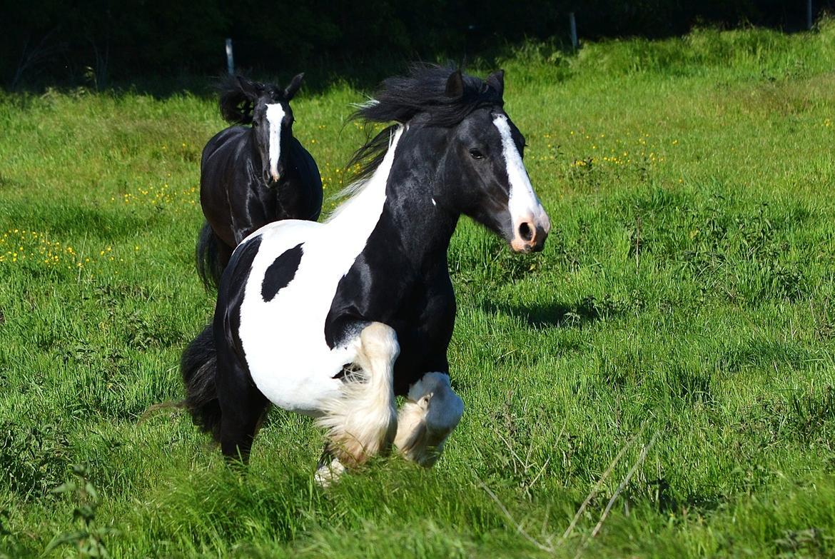 Irish Cob Troelsgaardens Sir Simon De Cantervill - 3. Han er jo bare en dejlog dreng!
Billede taget af DSP Photo: sommer 2012 billede 3