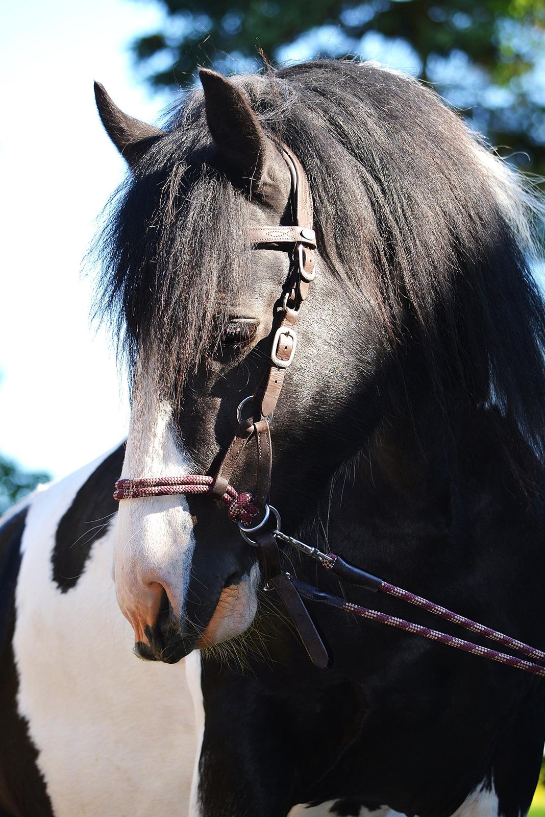 Irish Cob Troelsgaardens Sir Simon De Cantervill - 6. Sådan et fanatisk smukt sind!
Billede: Sommer 2012  billede 6