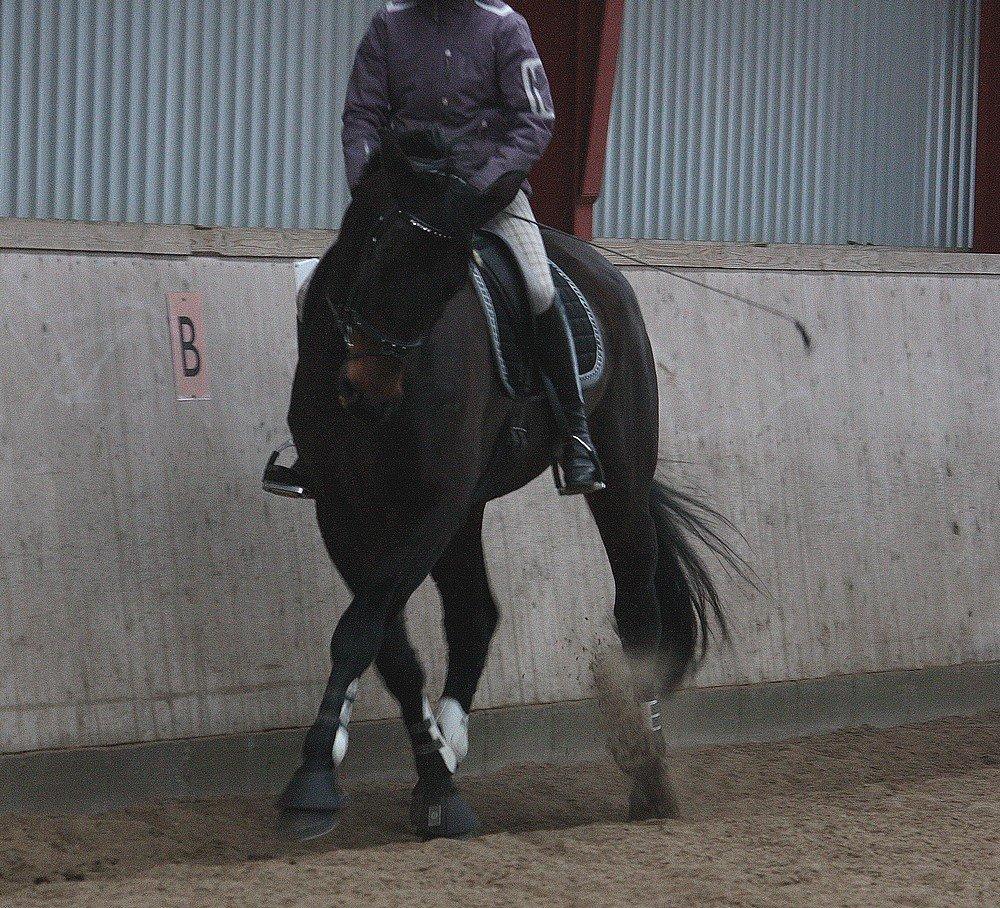 Dansk Varmblod Hestehavens Rebecca billede 15