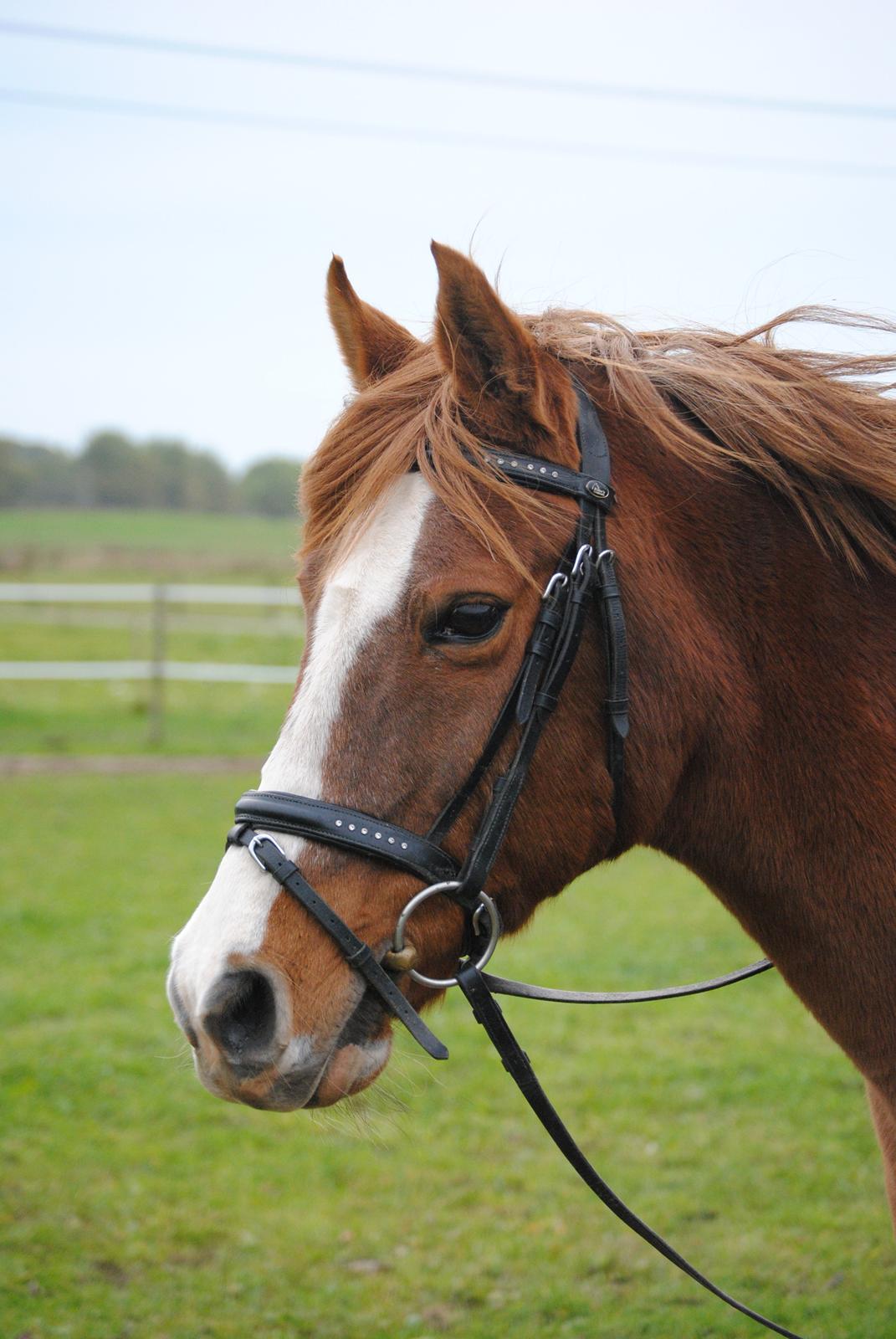 Anden særlig race Ran Kontino billede 1