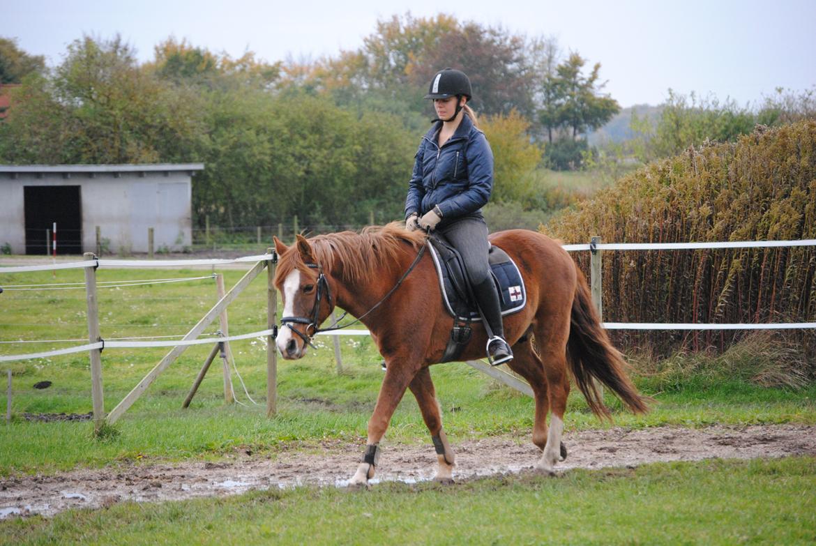 Anden særlig race Ran Kontino billede 2