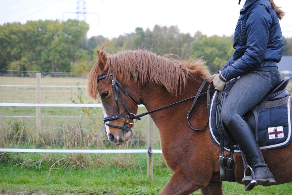Anden særlig race Ran Kontino - Tino og jeg :-)

Taget af Laura. billede 3
