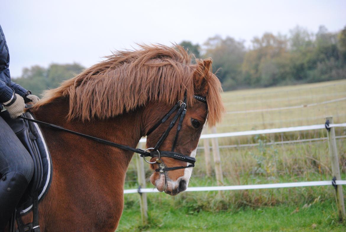 Anden særlig race Ran Kontino billede 4