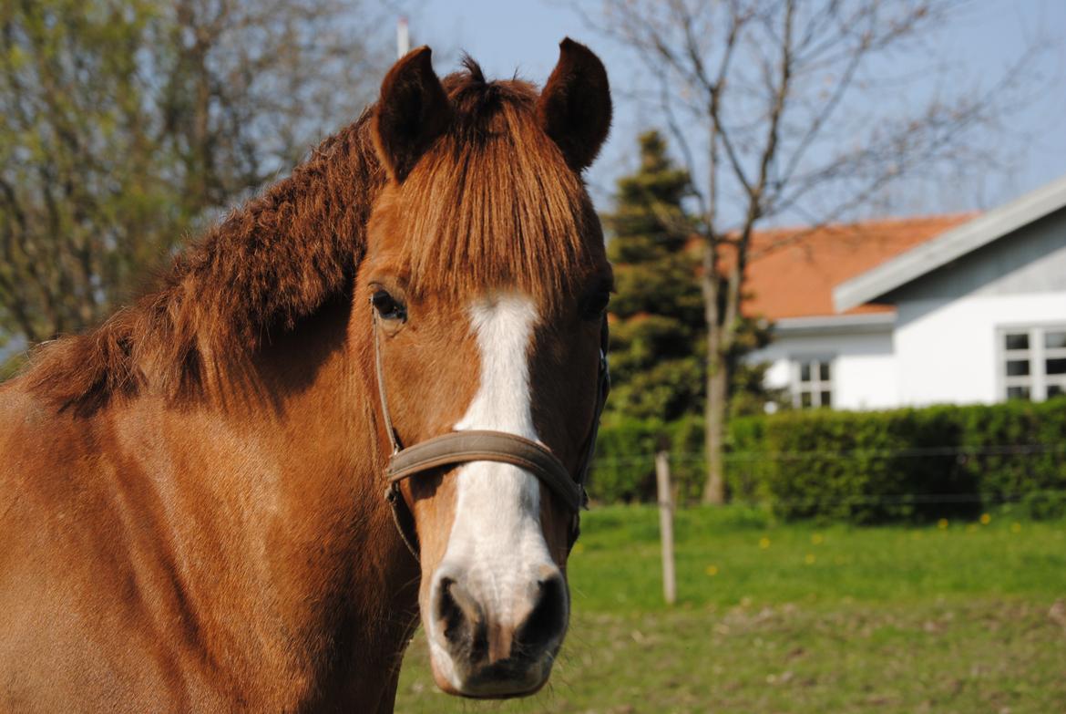 Anden særlig race Ran Kontino billede 5