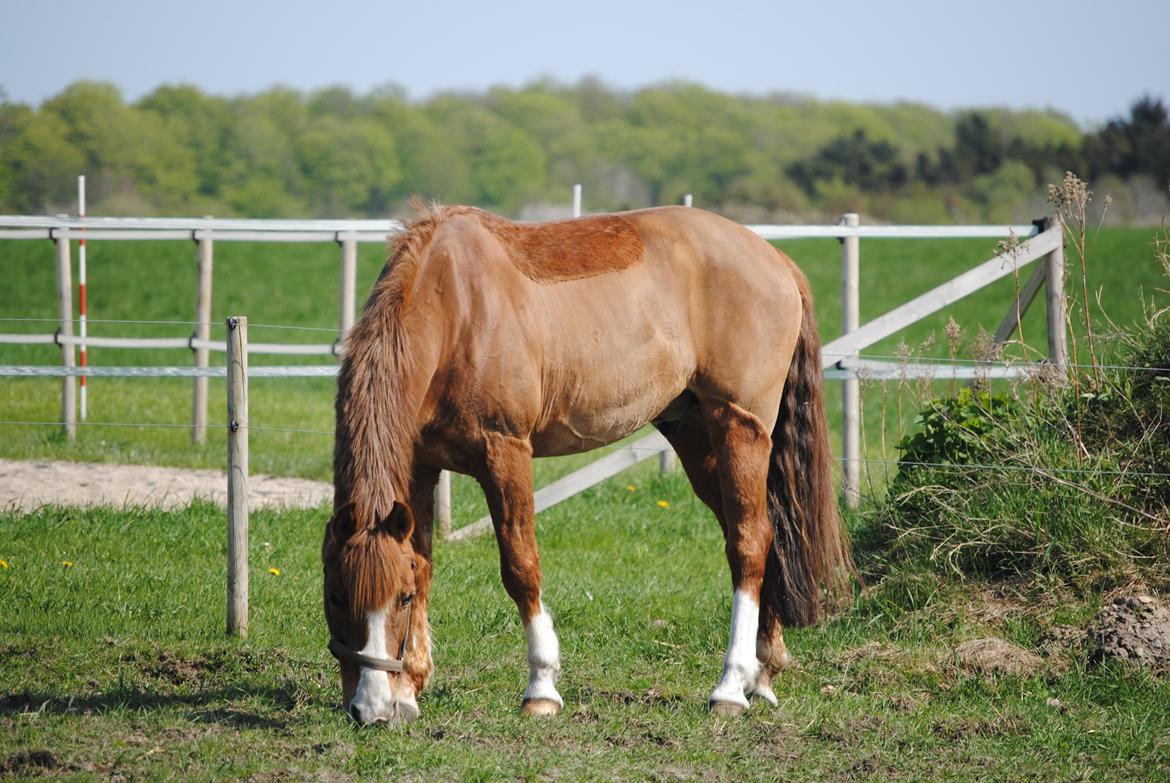 Anden særlig race Ran Kontino billede 6