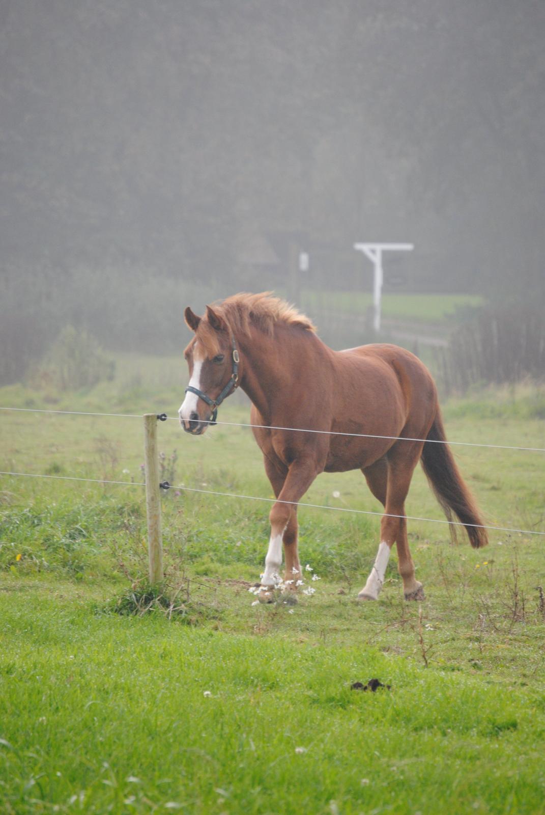 Anden særlig race Ran Kontino billede 7