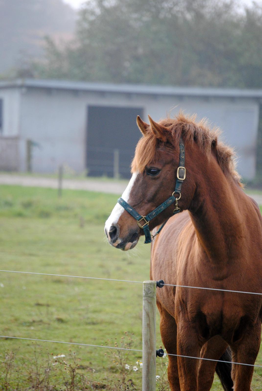 Anden særlig race Ran Kontino billede 8