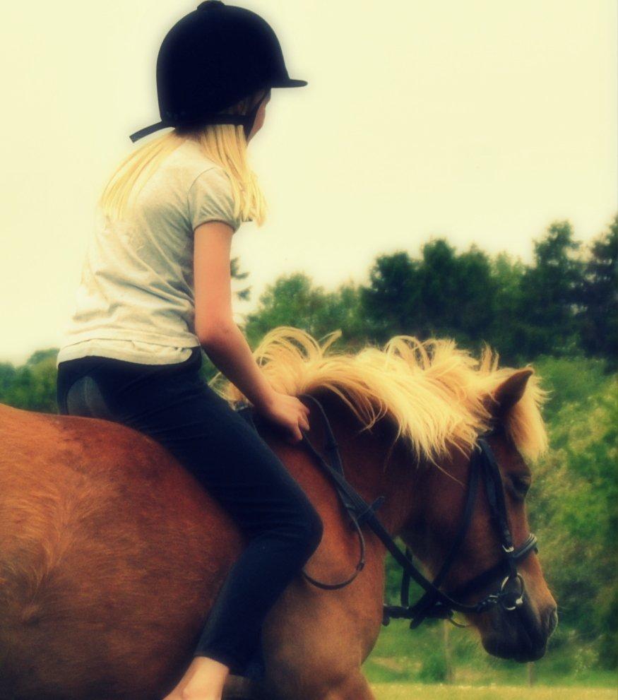 Shetlænder Flicka *Solgt - <3fantastisk dag!<3 :-* billede 5