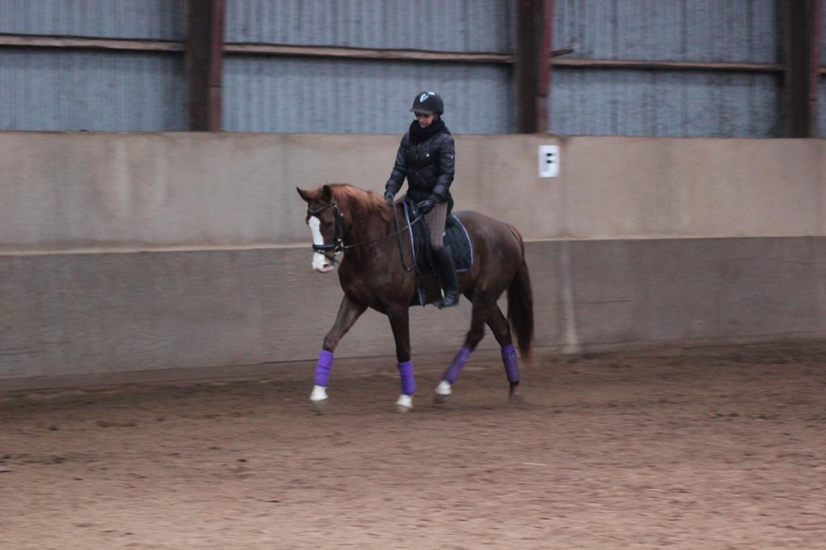 Dansk Varmblod Fetina billede 1