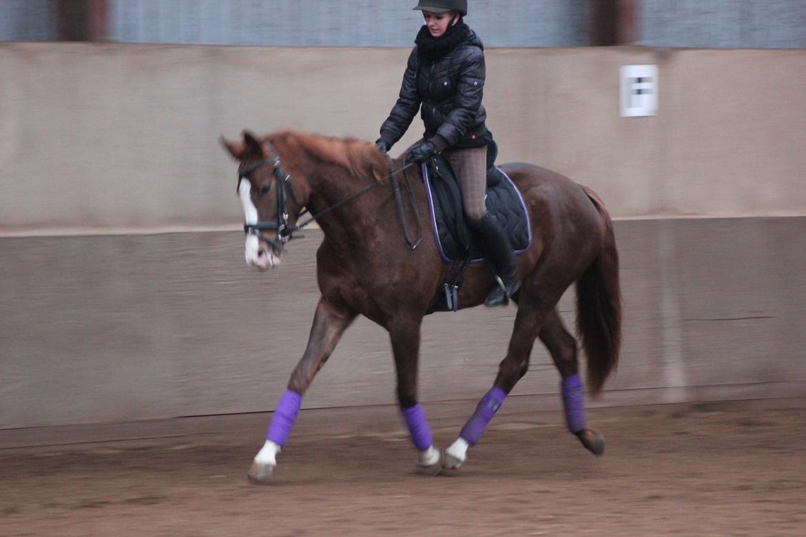 Dansk Varmblod Fetina billede 18