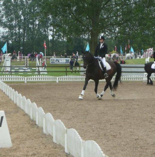 Dansk Varmblod Duet billede 17