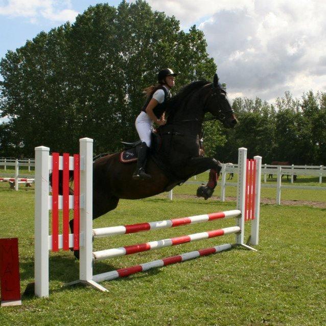 Dansk Varmblod Duet billede 1