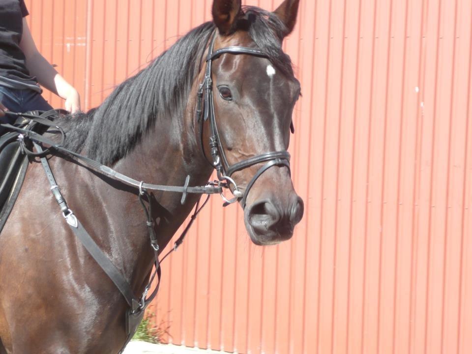 Dansk Varmblod Duet billede 18