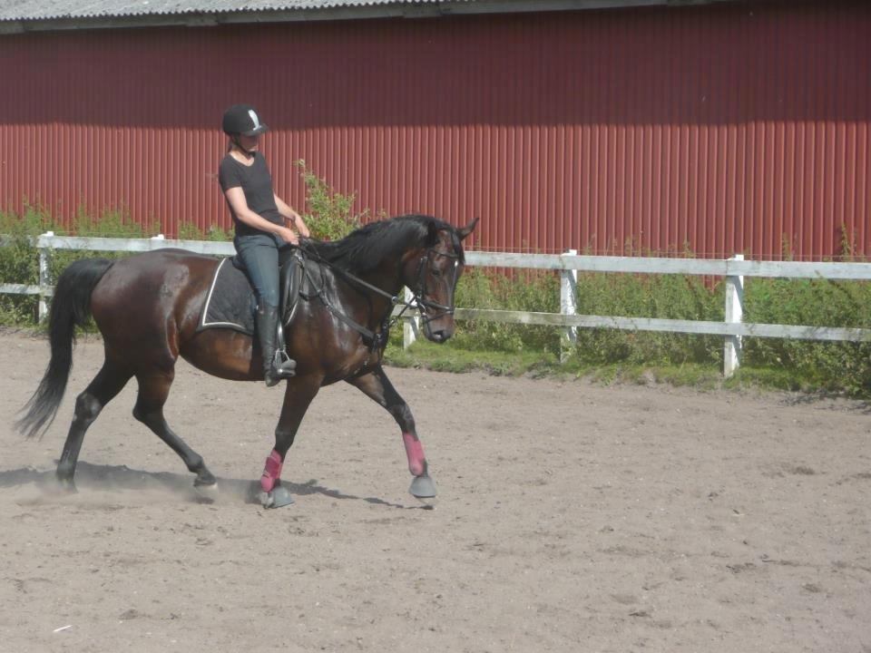 Dansk Varmblod Duet billede 19