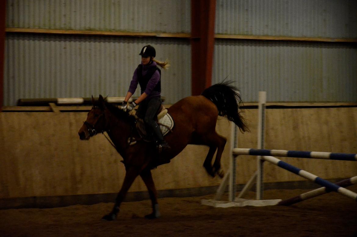 Anden særlig race Maisy billede 9