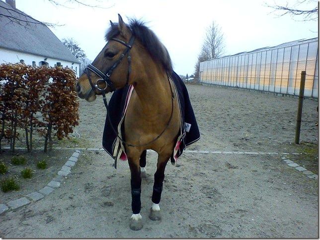 Anden særlig race Flicka <3 billede 16