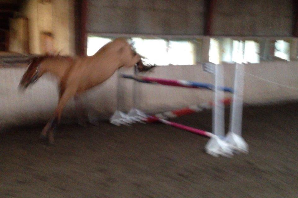 Anden særlig race Lindholms Line<3 RIP:'(:'(<3<3 - Line løsspringer 145 cm!!! <3<3 billede 16