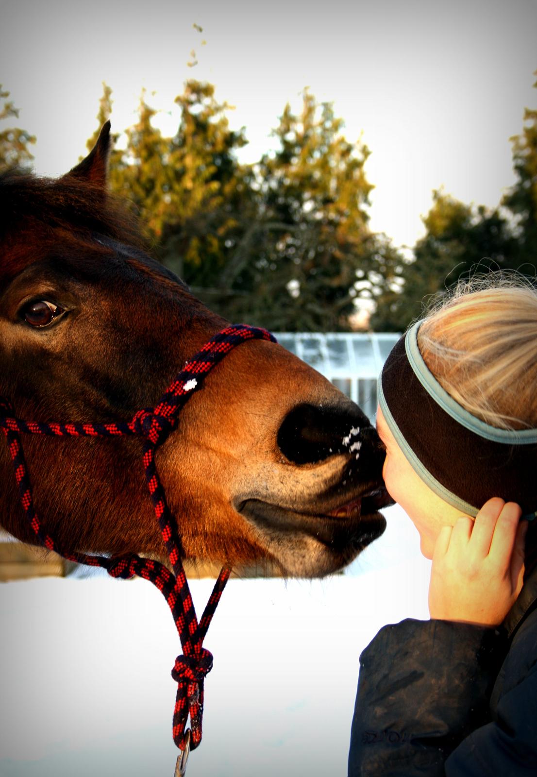 Anden særlig race Bjeldbaks Darling (Chauto) - December 2012 - Jeg får et kys af min skønne hest! <3 
 billede 22