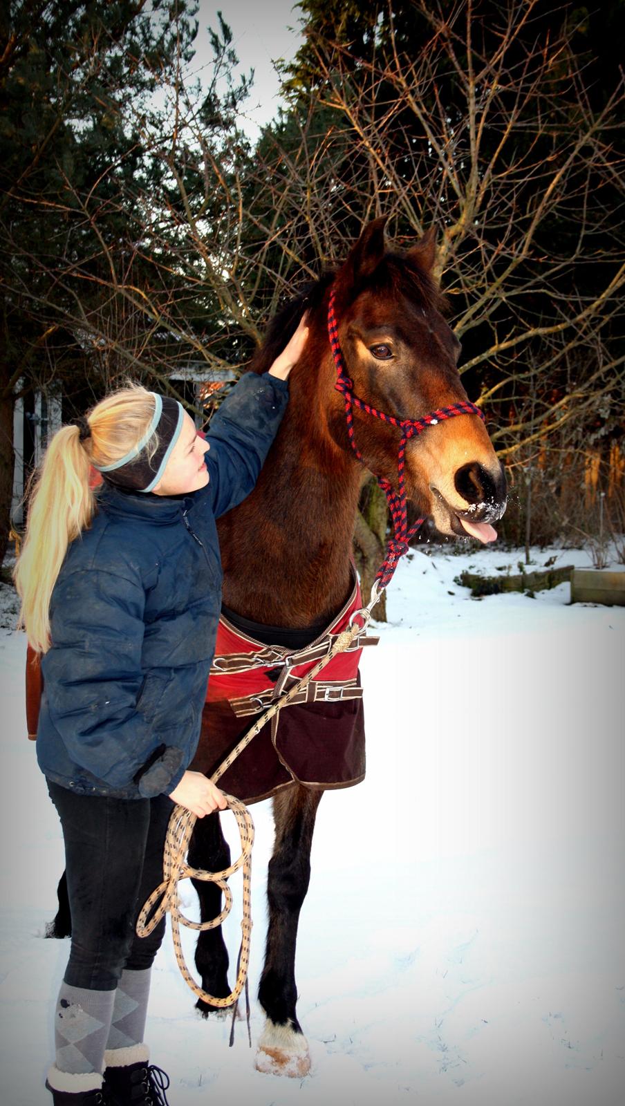 Anden særlig race Bjeldbaks Darling (Chauto) - December 2012 - Baaahh, jeg har sne på mulen! ;O billede 10