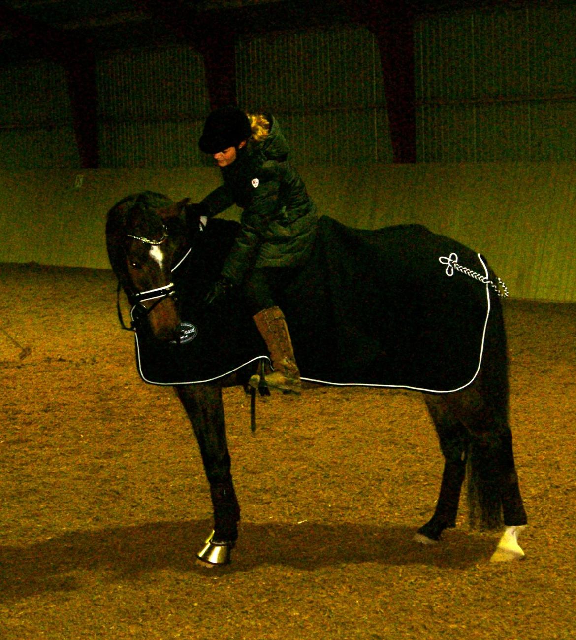 Dansk Varmblod Licrido af Tanderupholm - Lørdag den 22. december 2012. Kun 2. dag i genoptræning på den store dreng :-* billede 9