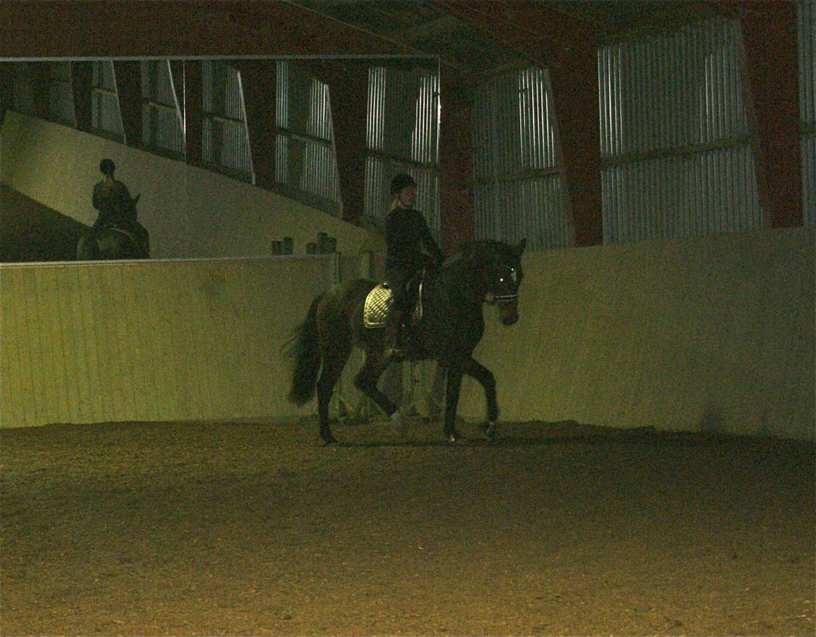 Dansk Varmblod Licrido af Tanderupholm billede 10