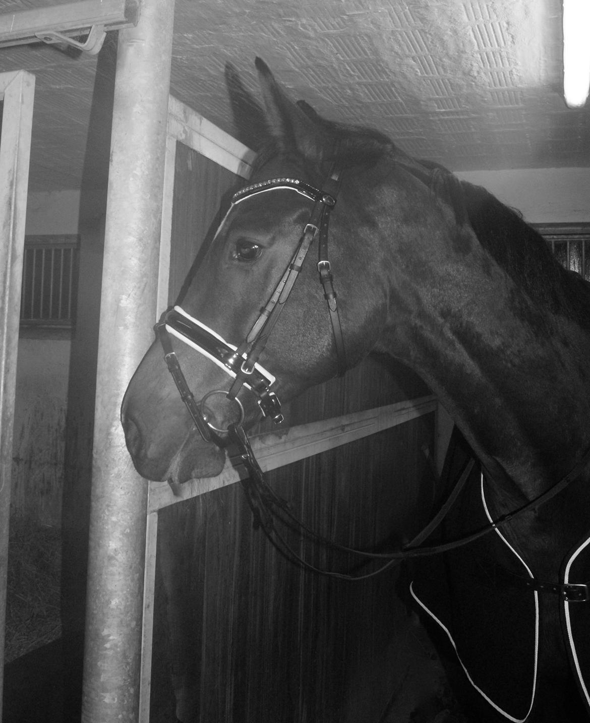 Dansk Varmblod Licrido af Tanderupholm - I stalden efter kun 2. dag i genoptræning. Den 22. december 2012 billede 11