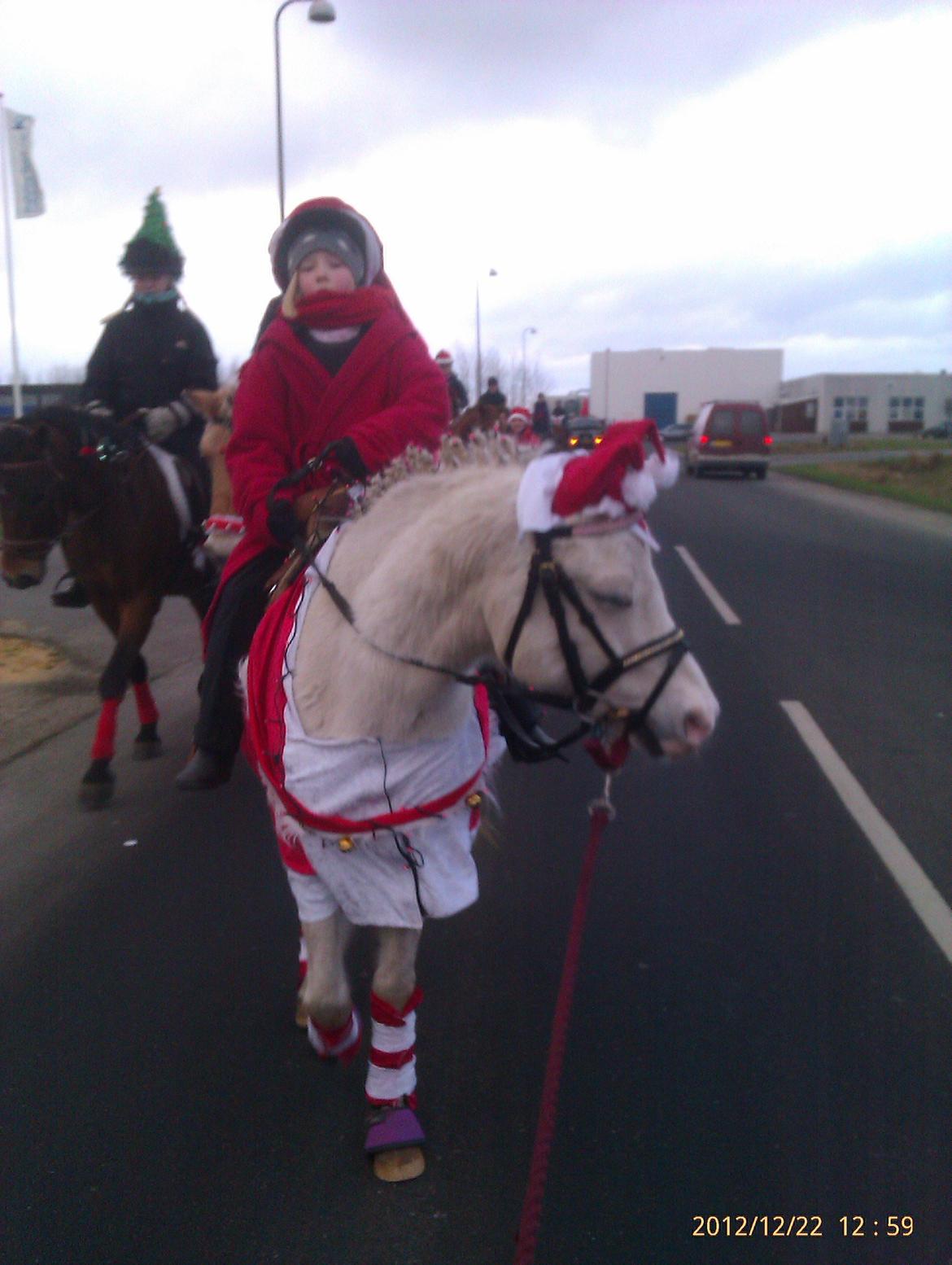 Welsh Mountain (sec A) Gammelgangs Garp "Makker" billede 13
