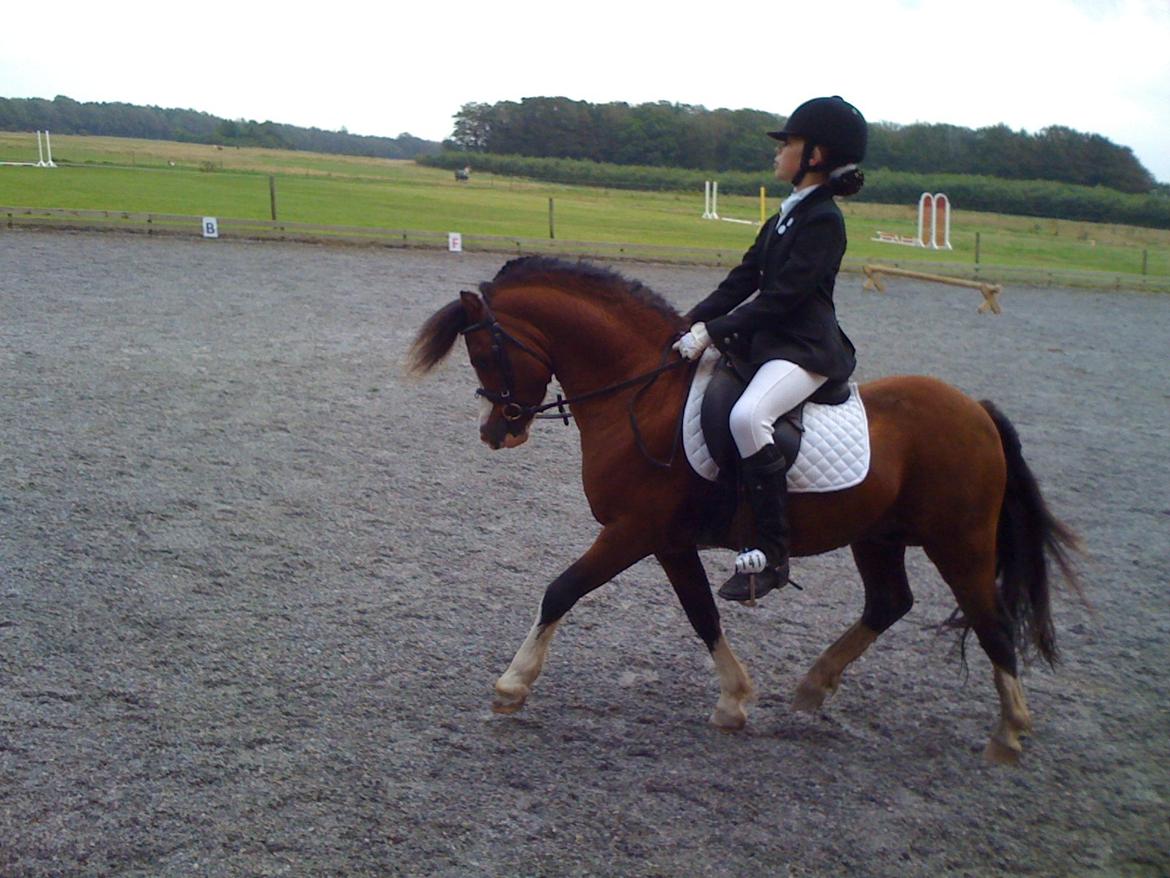 Welsh Mountain (sec A) Stoertebecker´s Genius - Til vores første stævne sammen.<3 billede 14