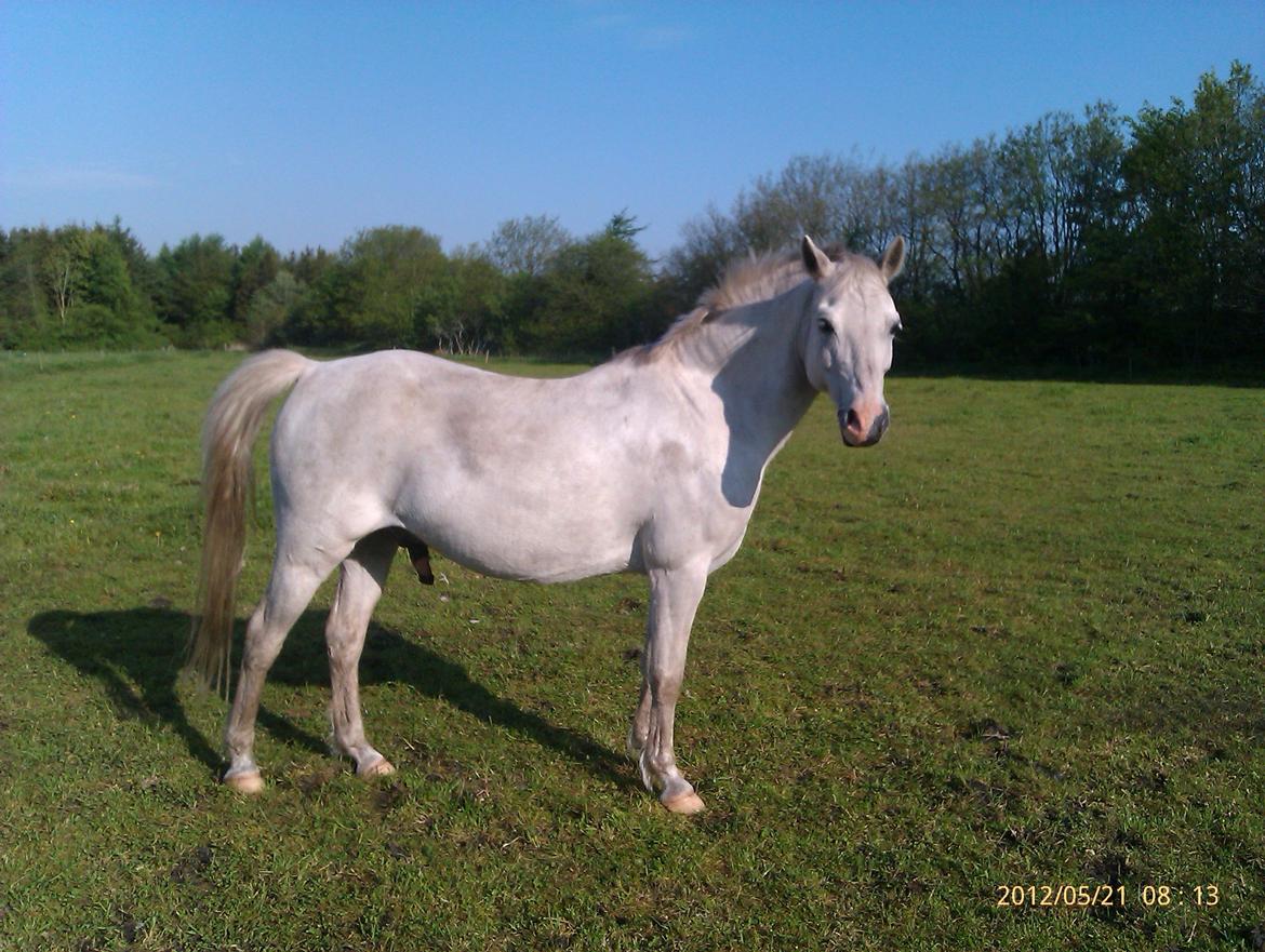 Welsh Mountain (sec A) Gammelgangs Garp "Makker" billede 5