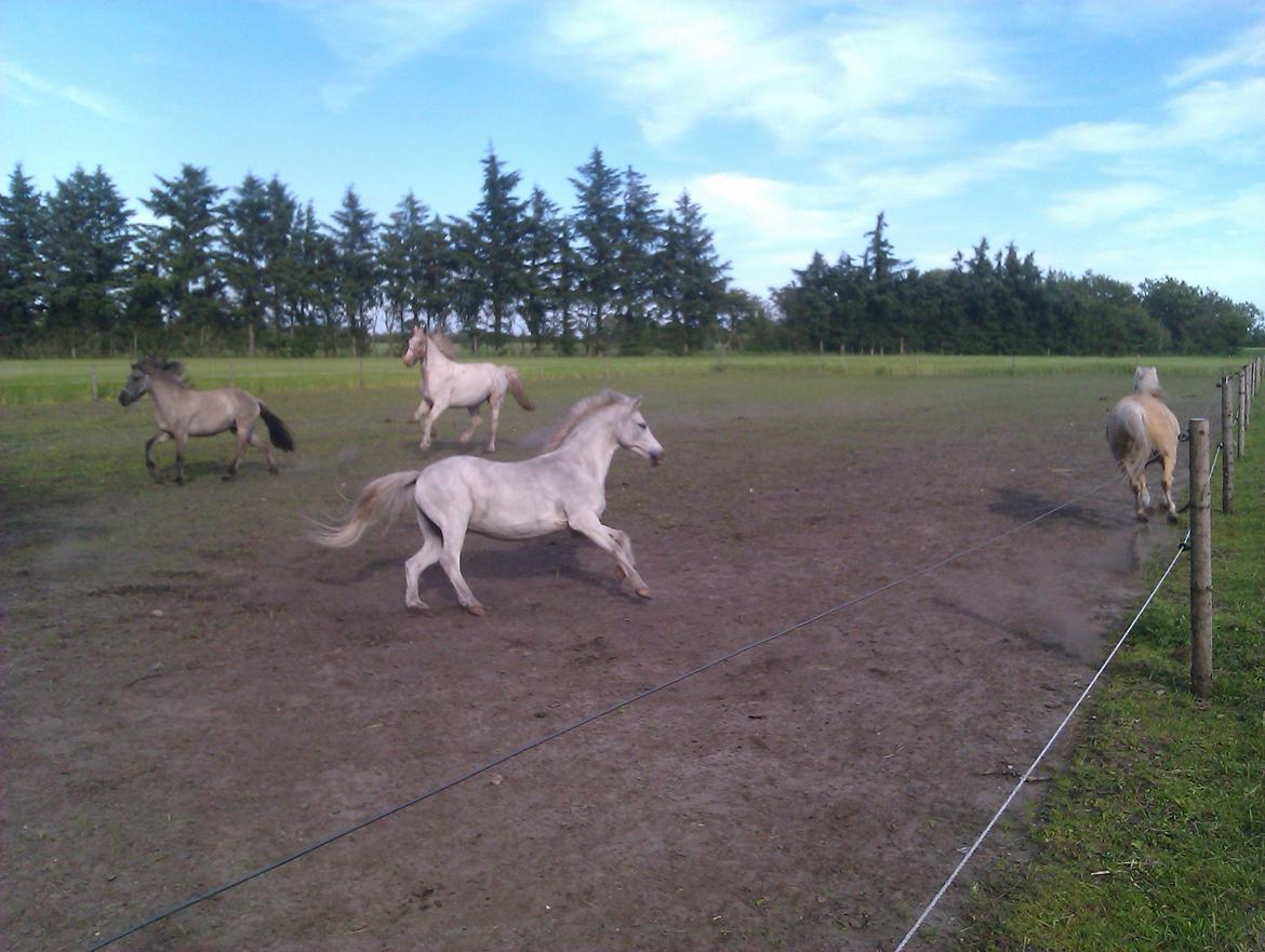 Welsh Mountain (sec A) Gammelgangs Garp "Makker" billede 8