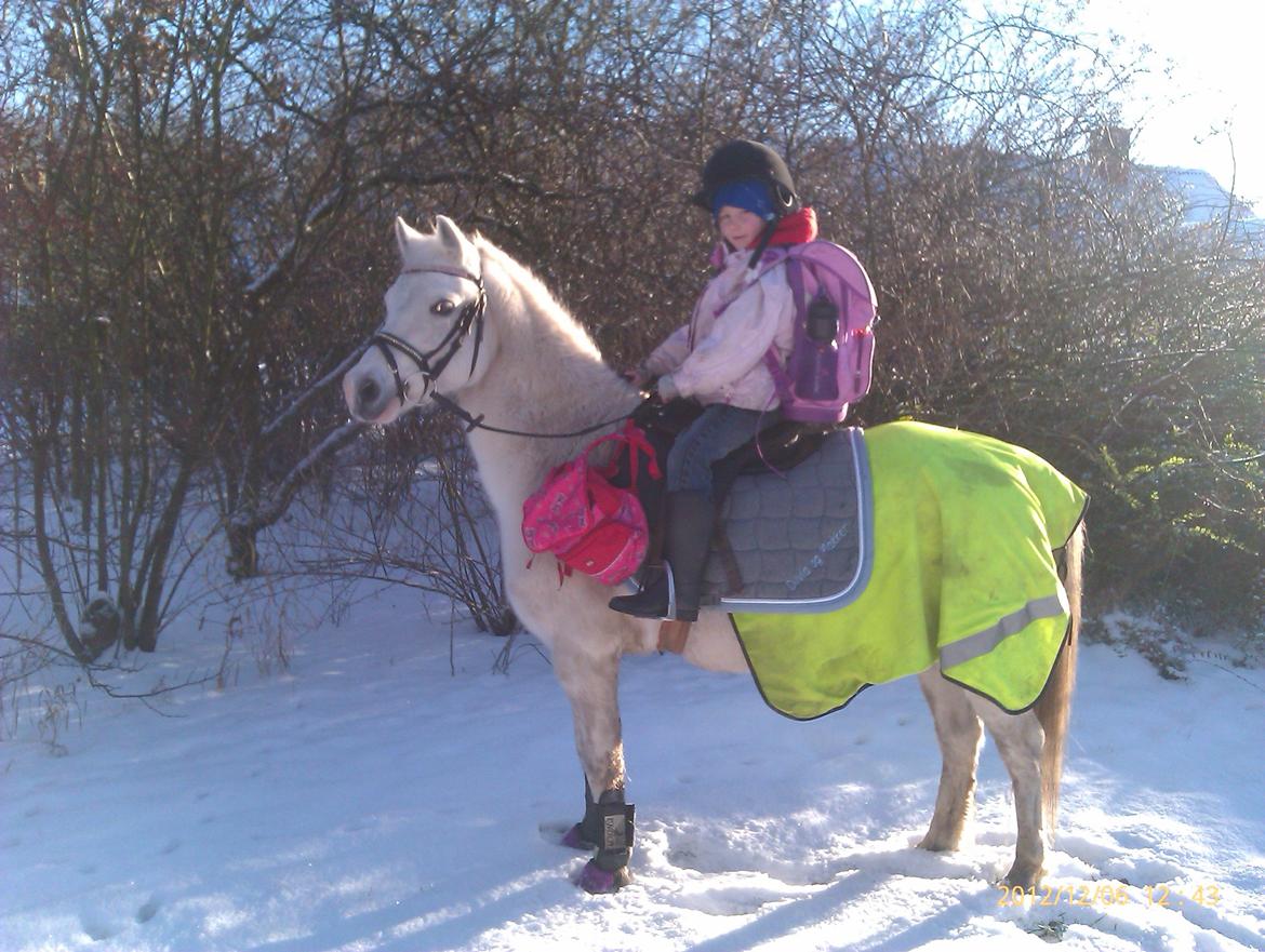 Welsh Mountain (sec A) Gammelgangs Garp "Makker" billede 11