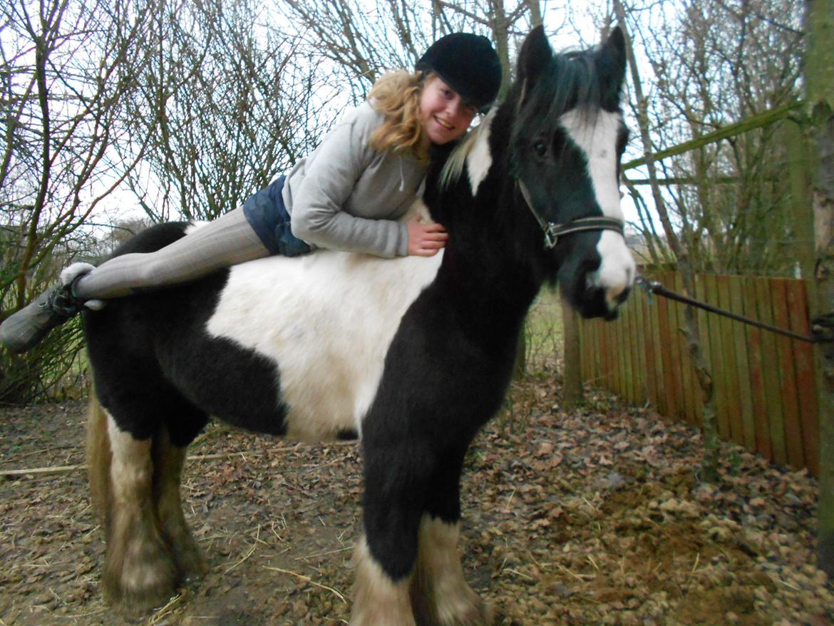 Irish Cob Pfuff    (Bandit<3) - Undskyld den dårlige kvalitet :/ 

22.12.12 
En af de sidste rideture på ham til Julehygge på gården, inden næste år <33 Han er squ en dejlig pony, men jeg har ikke tid til at tage ud til ham hver dag og jeg har ikke råd til at ride ham mere :/ <3 billede 24