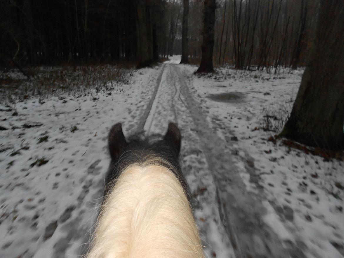 Irish Cob Plet (Hotspot<3) - 15.12.12 
Hmm dejlig ridetur hjem til en veninde den dag i mens der stadig lå lidt sne :) <3 billede 18