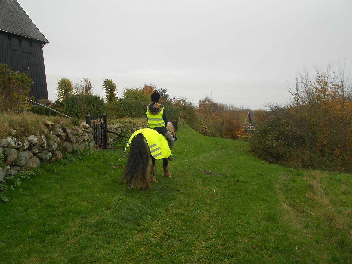 Irish Cob Plet (Hotspot<3) - november 2012 
Når enden er god, så er alting godt :D <3 billede 19