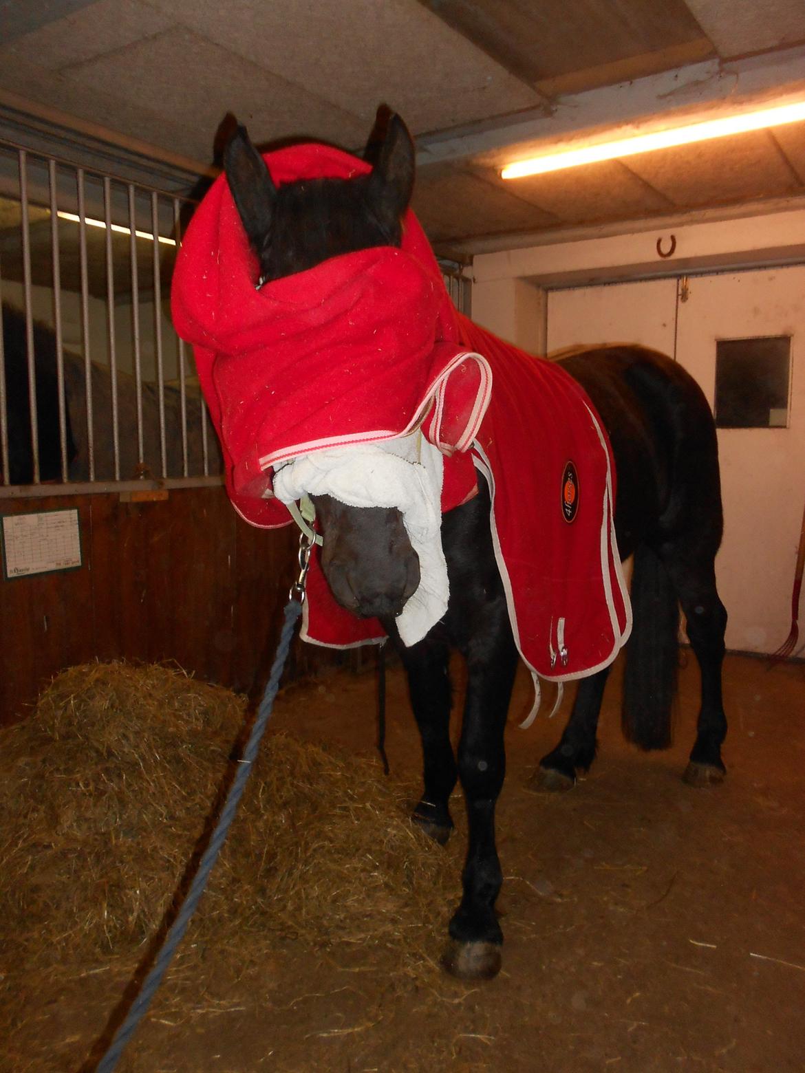 Frieser Jack Whiskey (Bassen <3) - 22.12.12 

Hehe så stod den lidt på tillidsøvelser med tæpper og håndklæde for hans hoved xD <33 Jeg elsker dig Jack <33 billede 20