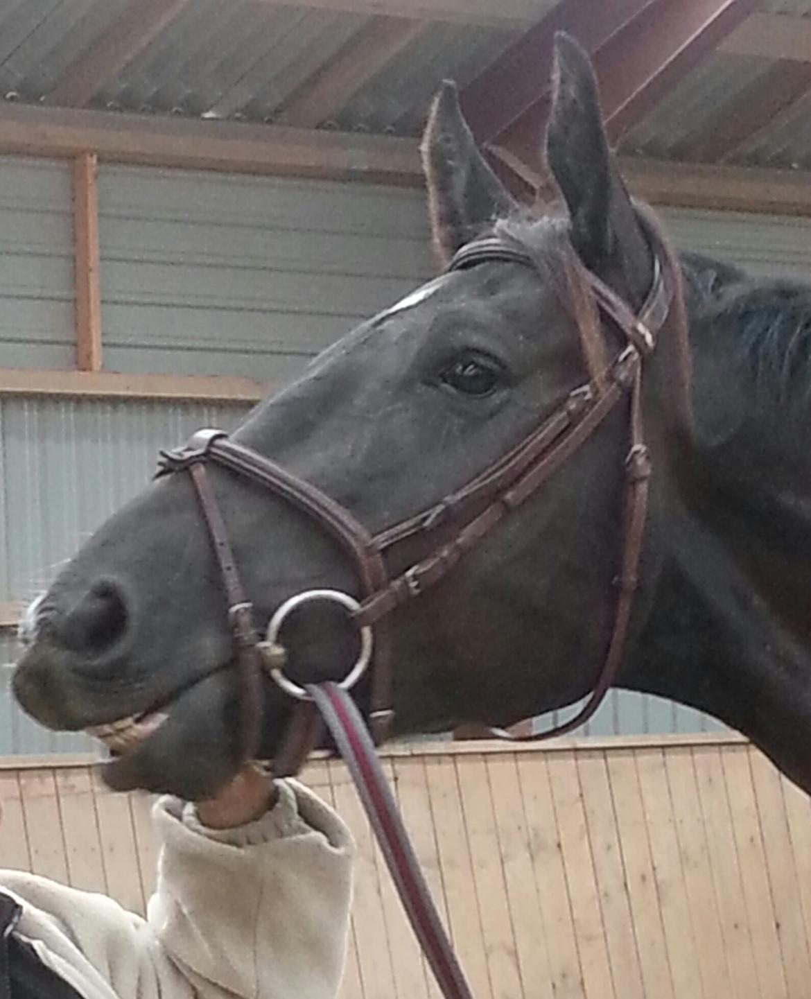 Anden særlig race Ravnholts Blaze billede 20