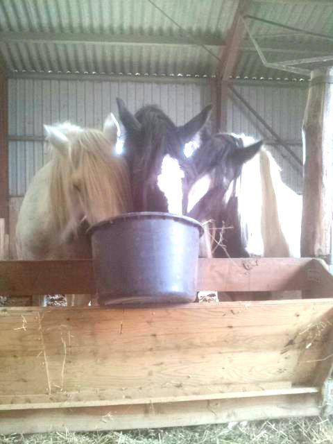 Irish Cob Miss Baley [Solgt] billede 6