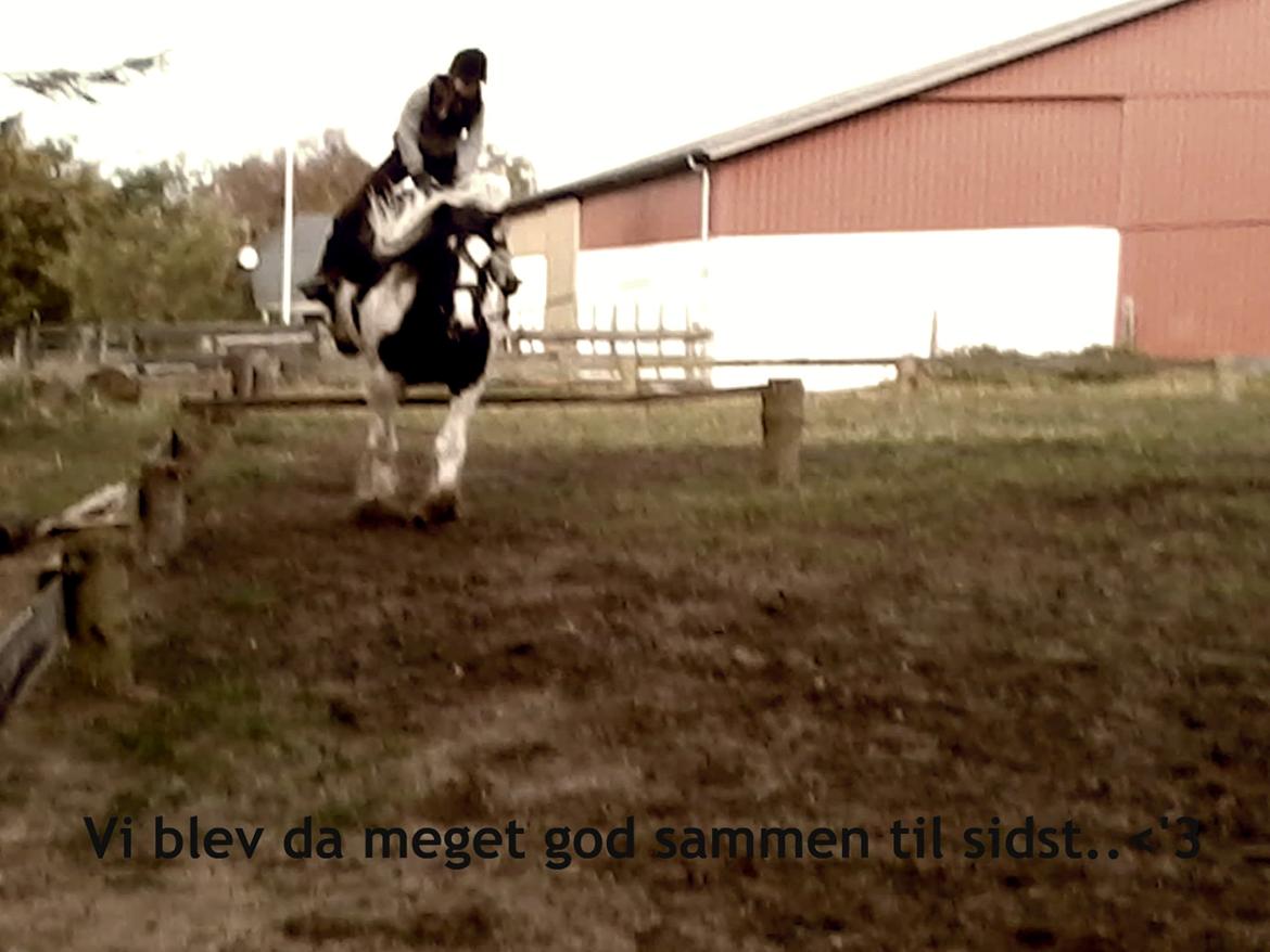 Irish Cob Miss Baley [Solgt] billede 5