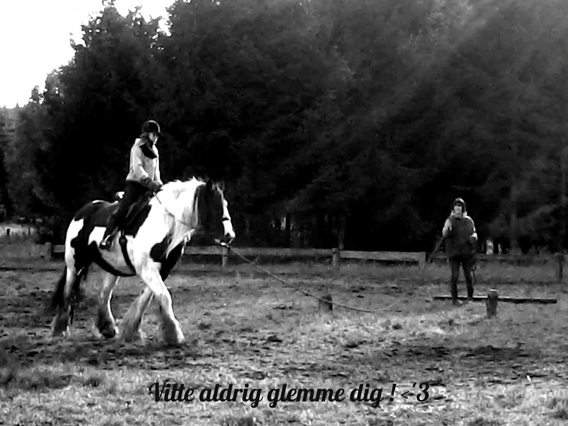 Irish Cob Miss Baley [Solgt] billede 3