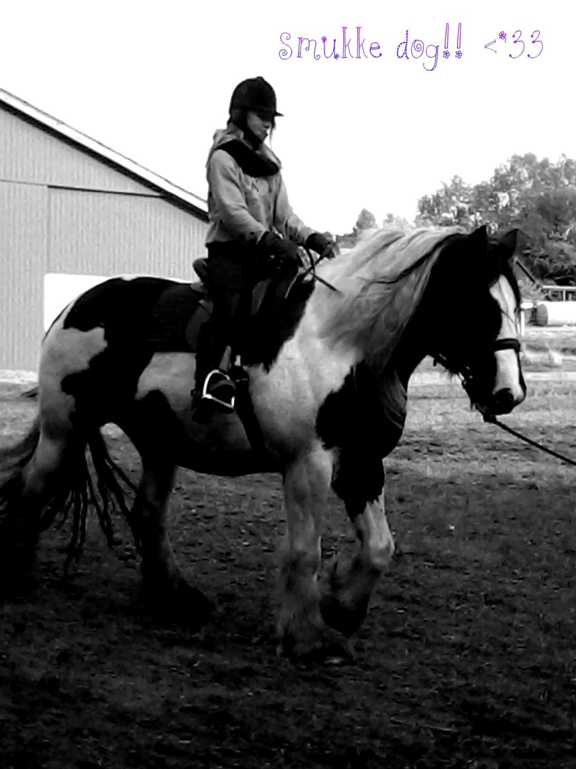 Irish Cob Miss Baley [Solgt] billede 9