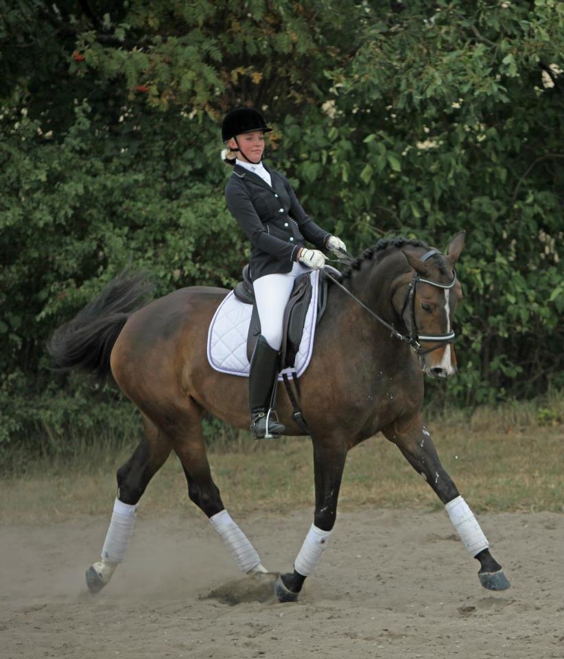 Tysk Oldenburger Georgia B billede 18